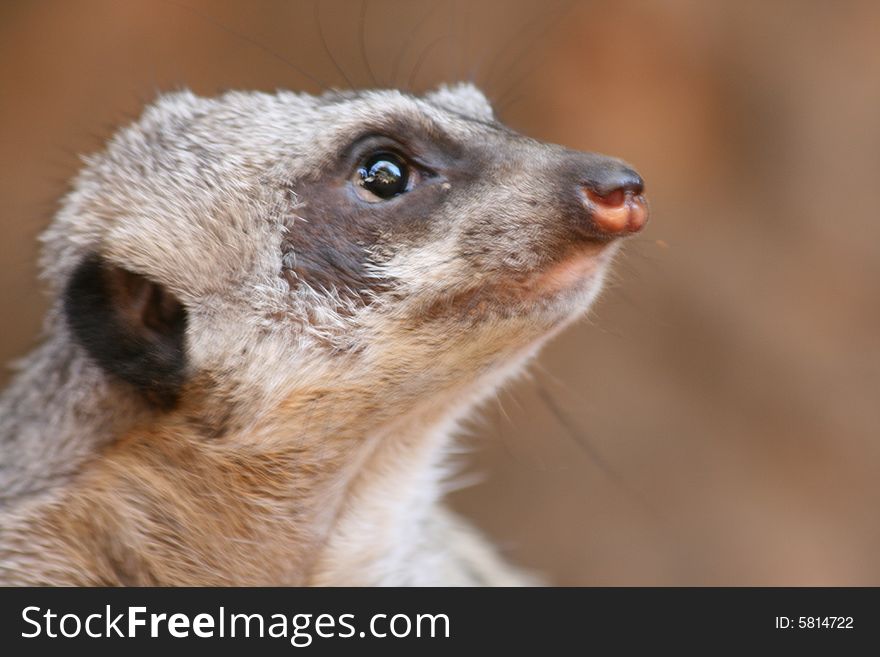 A curious meerkat at Omaha zoo