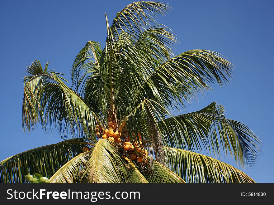 This is the picture of palm-tree, coconuts against sky. This is the picture of palm-tree, coconuts against sky