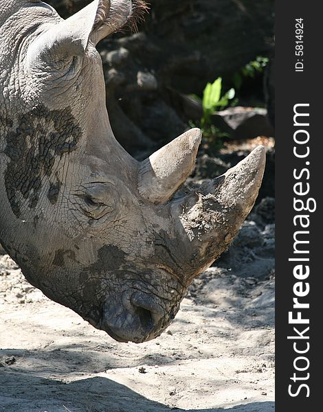 View of mud caked rhinoceros head. View of mud caked rhinoceros head