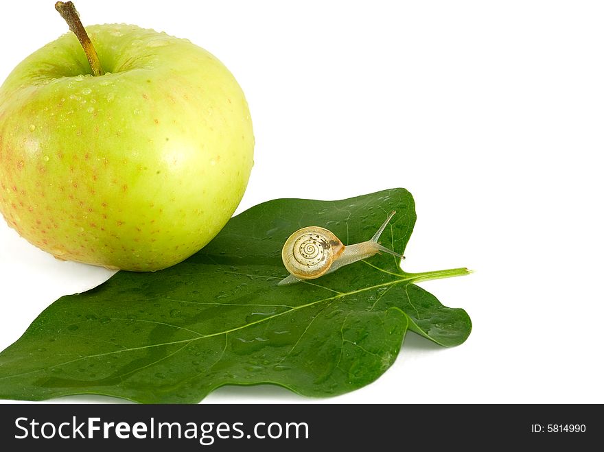 The snail crawl on green a leaf near an apple. The snail crawl on green a leaf near an apple