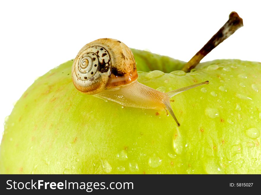 Snail and apple