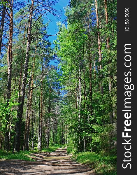 Road in the Summer forest