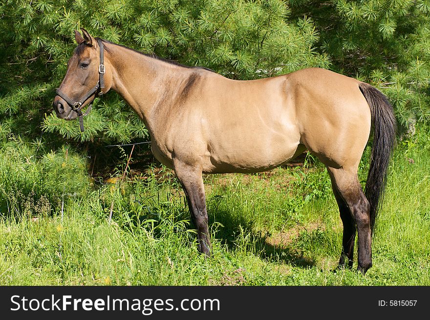 Beautiful horse in pasture