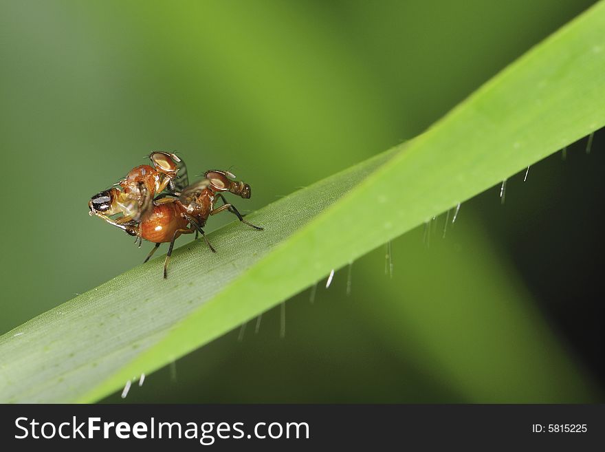 A pair of flies mating. A pair of flies mating