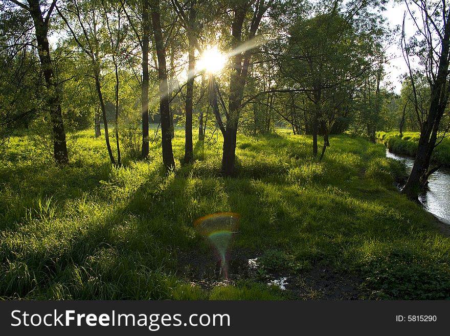 Green forest sunset casting long shadows, Moscow