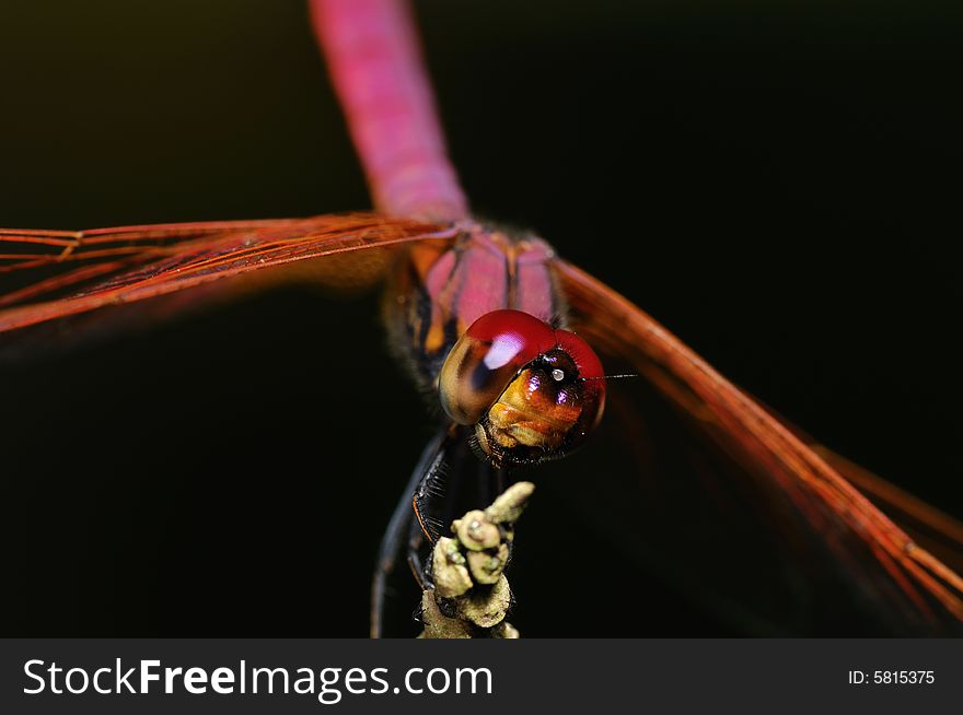 A close up portrait of a dragonfly. A close up portrait of a dragonfly