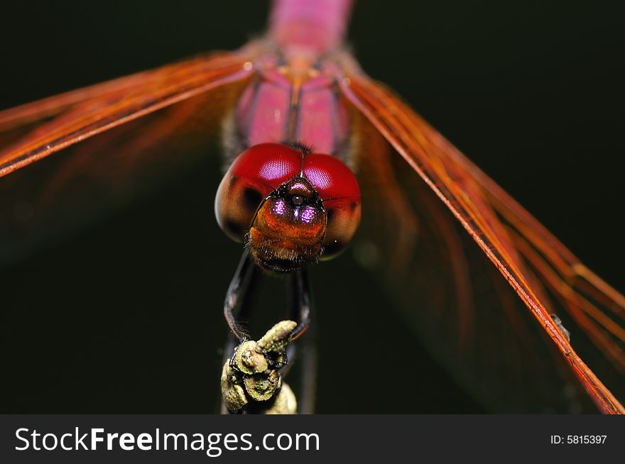 A close up portrait of a dragonfly. A close up portrait of a dragonfly