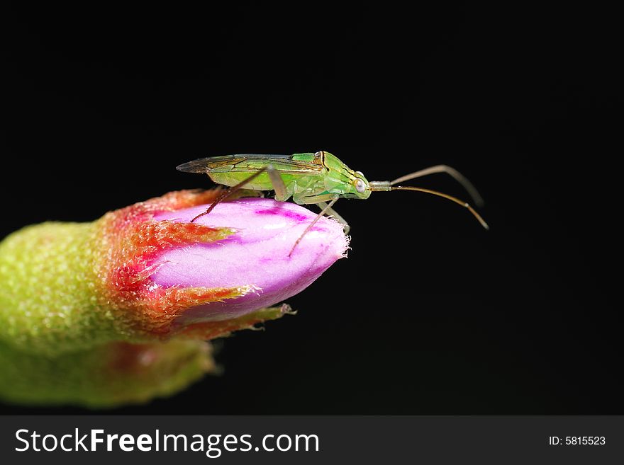 Grasshopper resting on pink flower. Grasshopper resting on pink flower