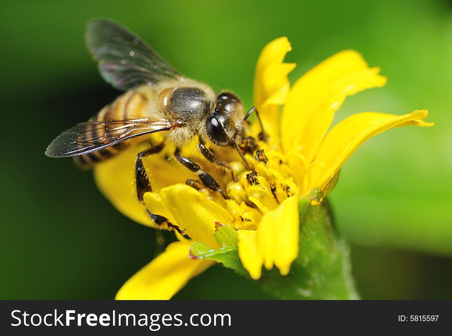 Bee On Flower