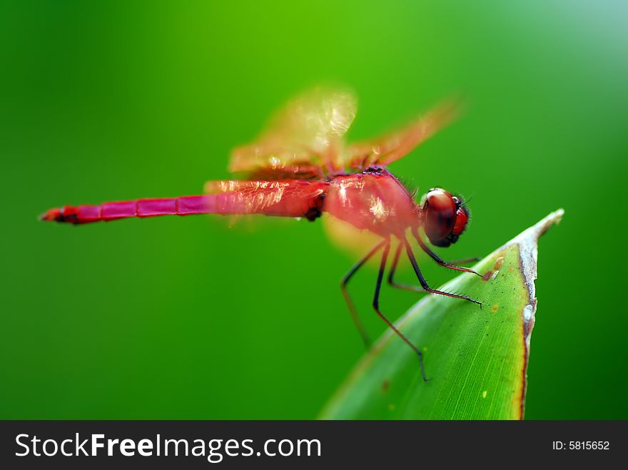 A dragonfly resting on a leaf. The wings are deliberately kept out of focus with a shallow depth of view.