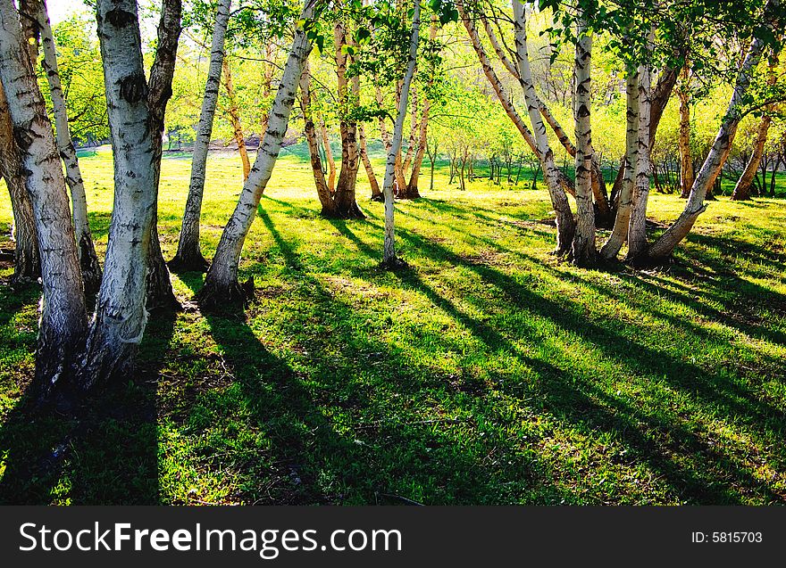 Birch forest with sunlit grassland in the afternoon