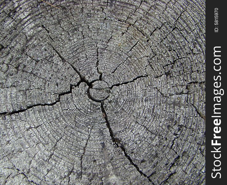 Year rings of growth on an old birch stub. A structure.