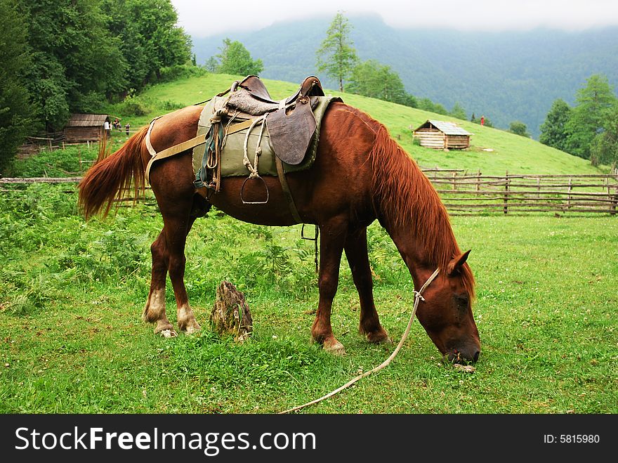 Beautiful brown horse eating grass in the mountain meadow in Georgia. Beautiful brown horse eating grass in the mountain meadow in Georgia
