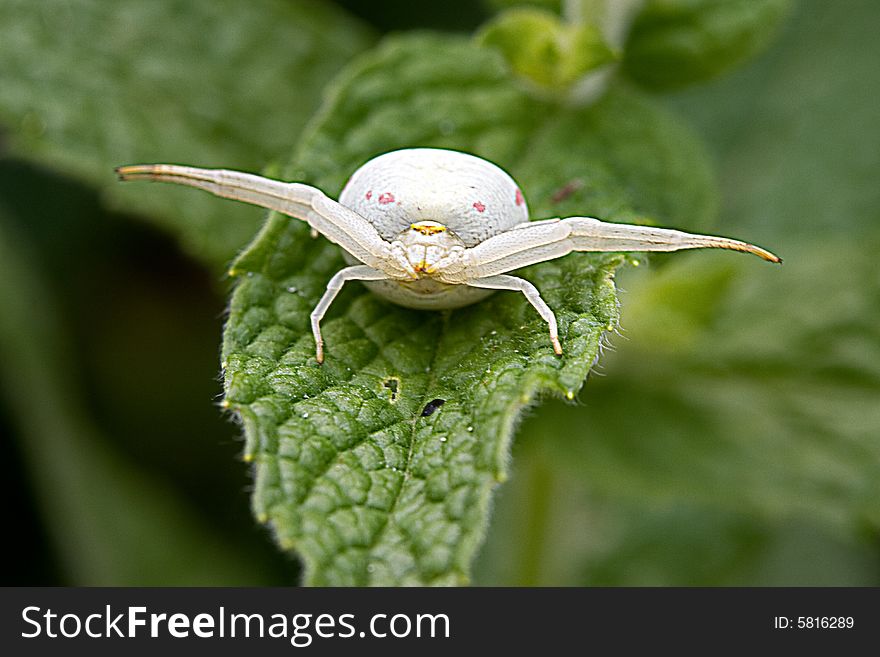 White spider waiting for his meal on a leaf