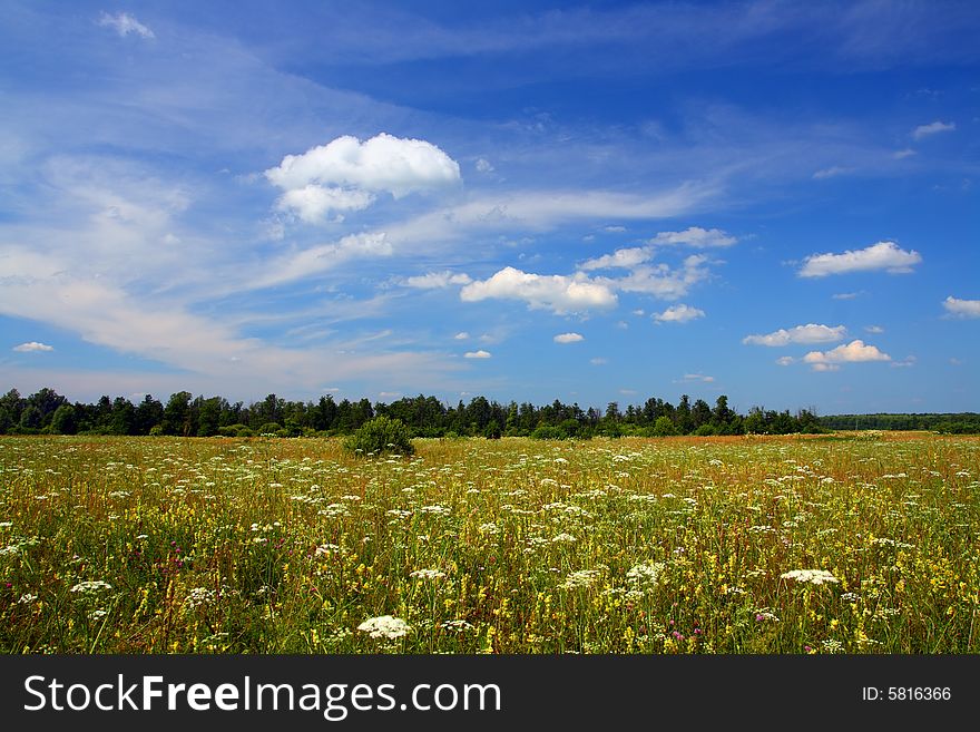 Summer field landscape