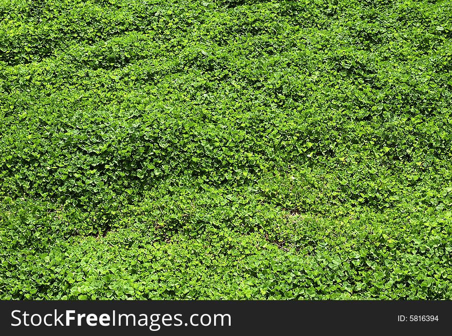 Background of green clover leaves. Background of green clover leaves