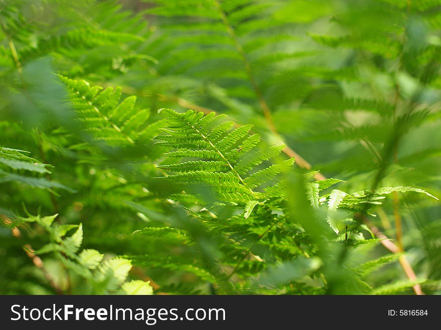 Green fern in the forest, floral background