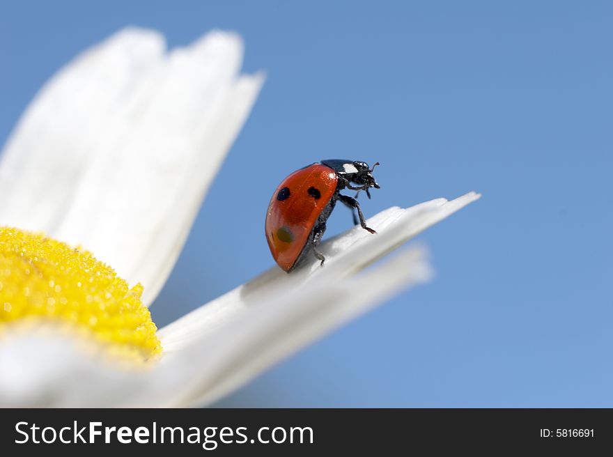 The ladybird sits on a petal of a camomile