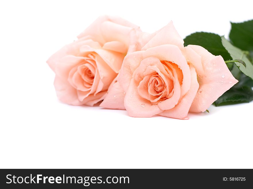 Fresh roses on a white background