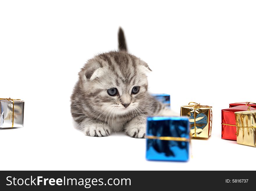 The kitten plays with gift boxes