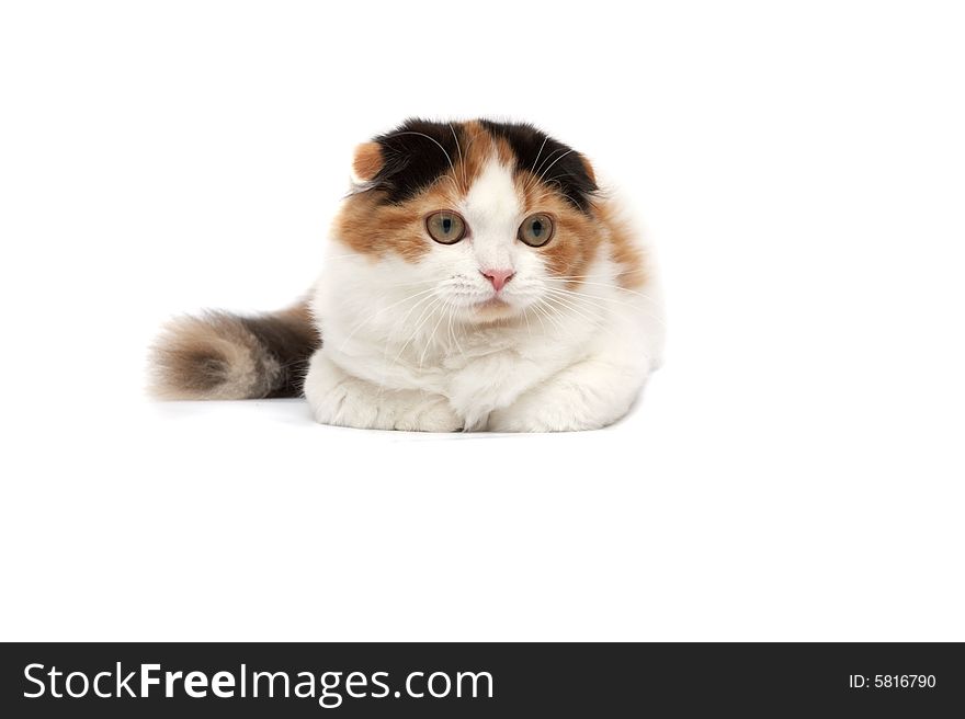 Scottish Fold Cats on a white background