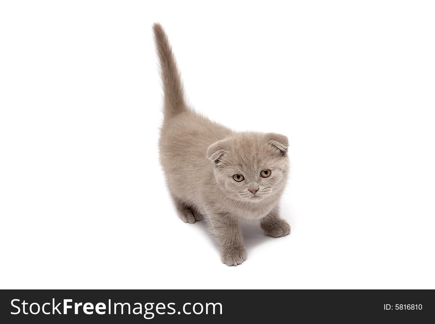 Scottish Fold kitten  on a white background