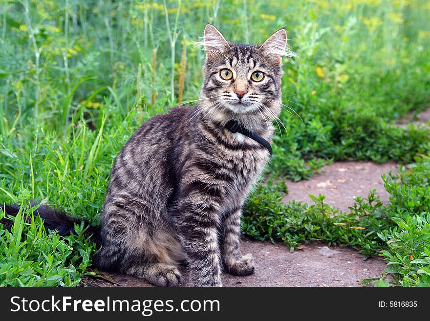 Gray striped cat on grass