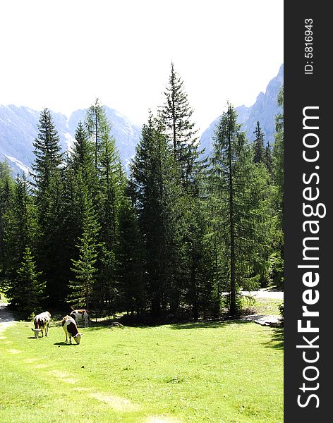 Valley in the Dolomites mountain in italy. Valley in the Dolomites mountain in italy