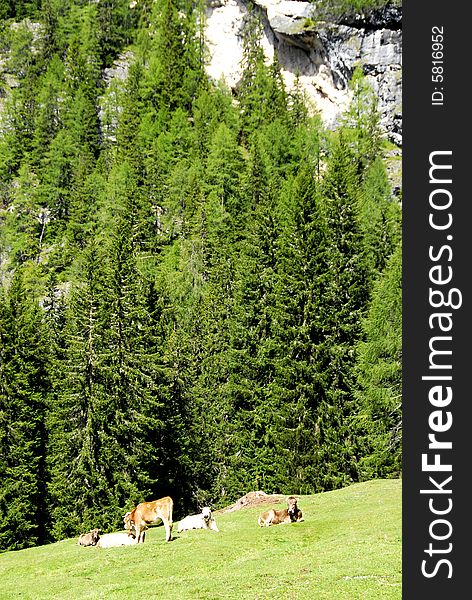 Valley in the Dolomites mountain in italy. Valley in the Dolomites mountain in italy