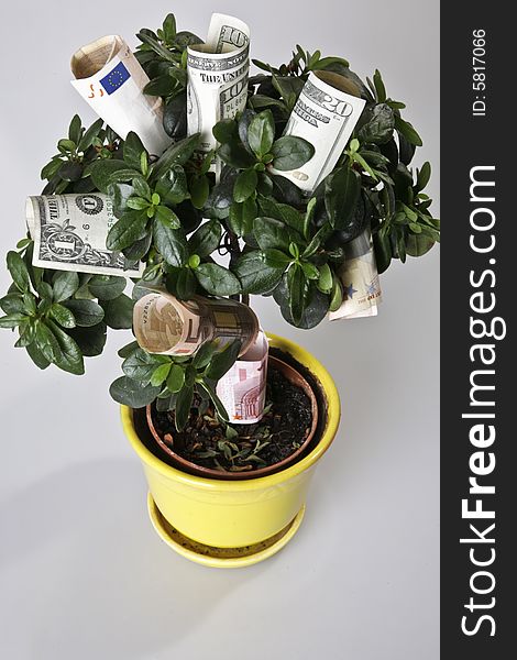 Money tree in the yellow pot with dollar en eur