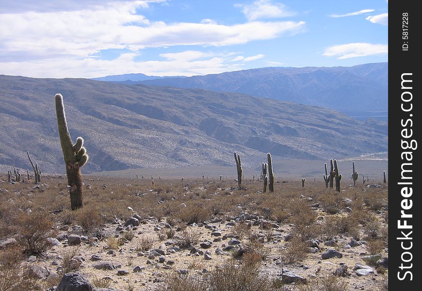 Landscape with cactusses in Argentina