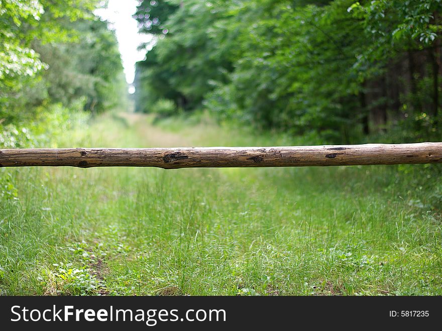 Road In The Forest