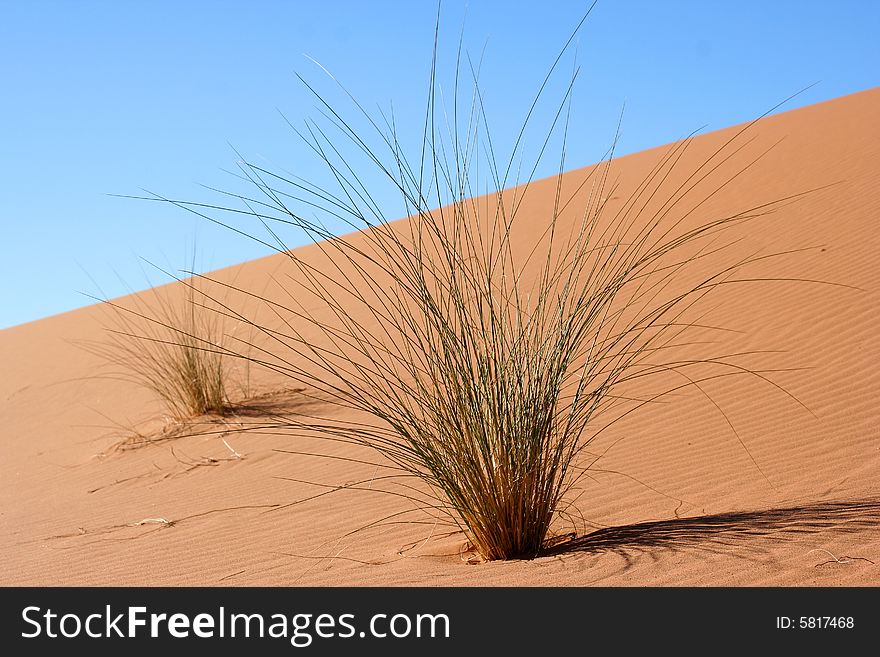 A bush isolated on a sand dune. A bush isolated on a sand dune.