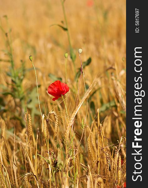 Red poppy in the golden cereal. Red poppy in the golden cereal