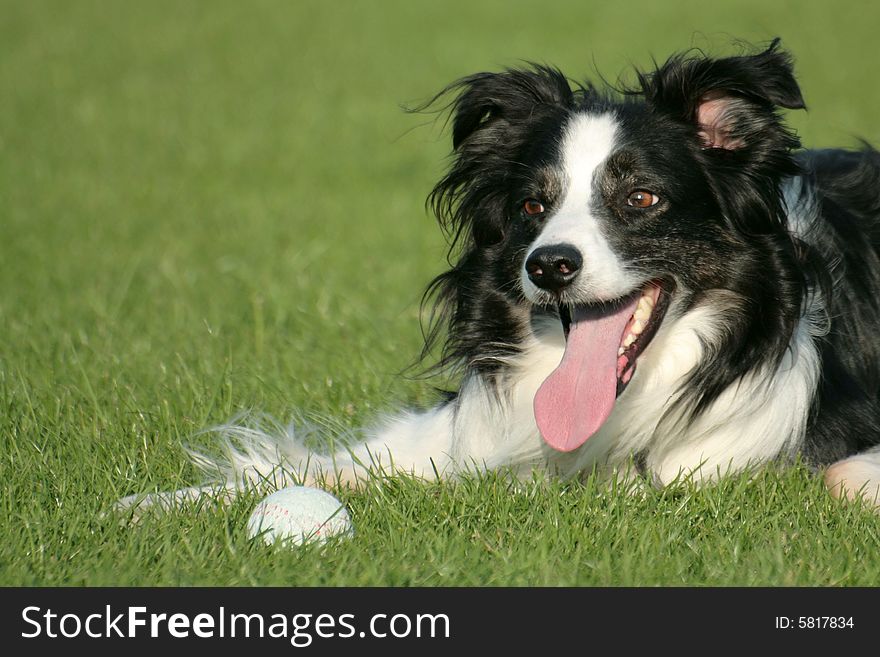 A border collie dog lying on grass with a ball