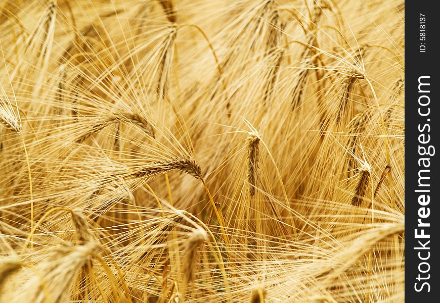 Background of summer wheat field. Background of summer wheat field