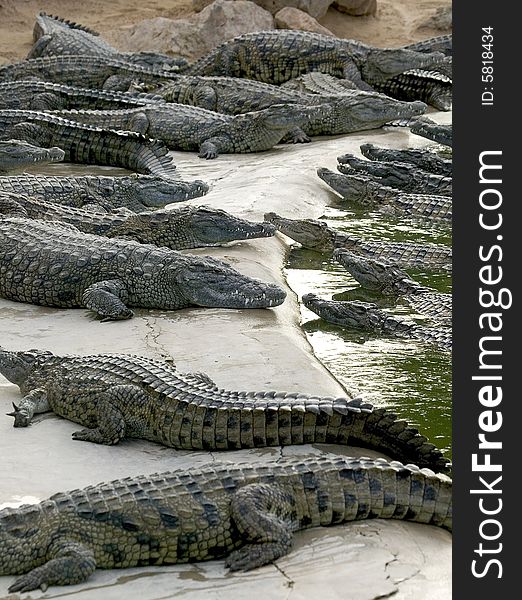 Some crocodiles in the mud near a river