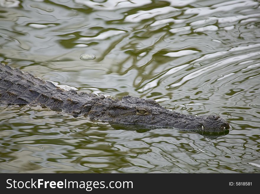 Some crocodile in a river