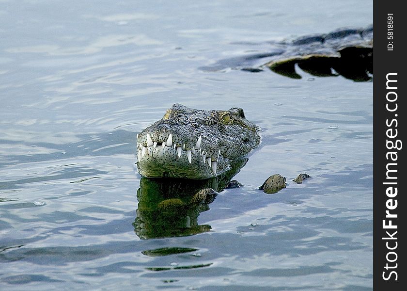 Some crocodile in a river