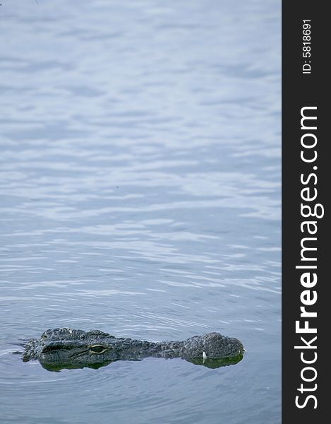 Some crocodile in a river