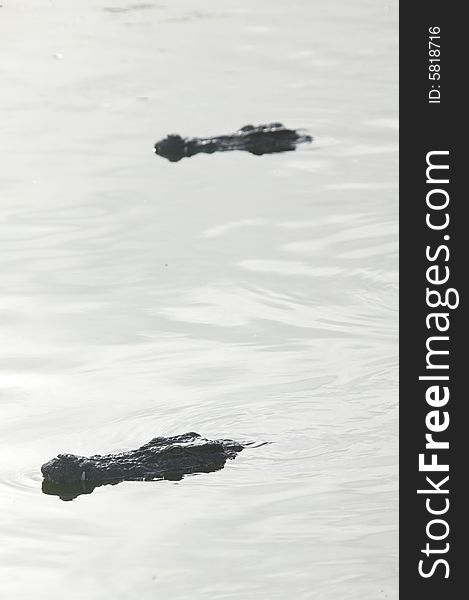 Some crocodiles in a river