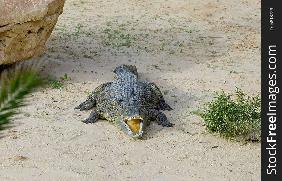 Some crocodile on a sand