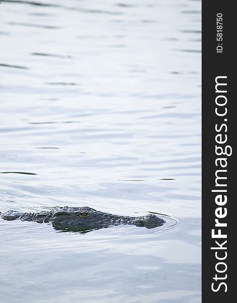 Some crocodile in a river