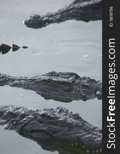 Some crocodiles in a river