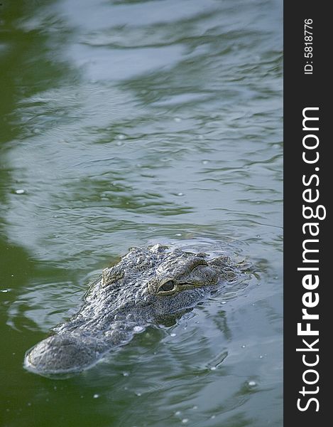 Some crocodile in a river