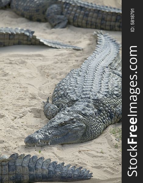 Some crocodiles on a sand