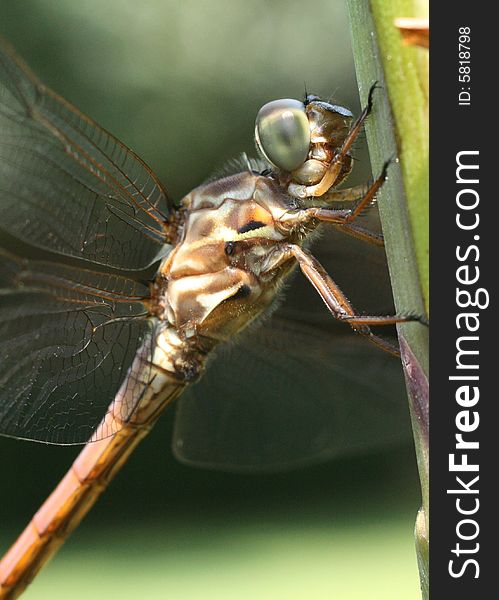 Closeup photo of a dragonfly perched on a twig.