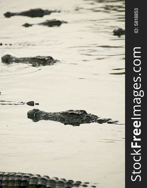 Some crocodiles in a river