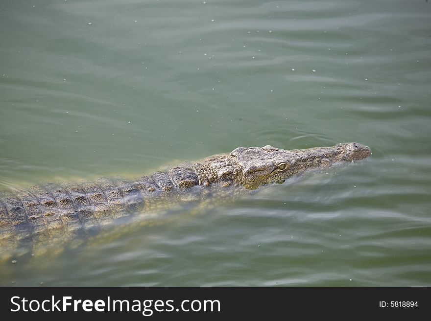 A crocodile in a river