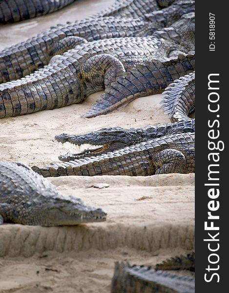 Some crocodiles on a sand